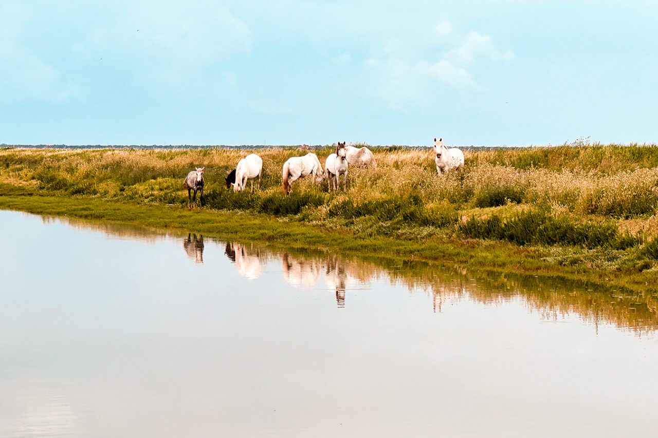 UnViaggioPerDue: Un gruppo di cavalli bianchi provenienti dalla Camargue pascola pacificamente vicino a uno specchio d'acqua calmo e riflettente nella pittoresca provincia di Ferrara. Il paesaggio erboso e il cielo azzurro sullo sfondo si aggiungono alla serena bellezza di Boscoforte.