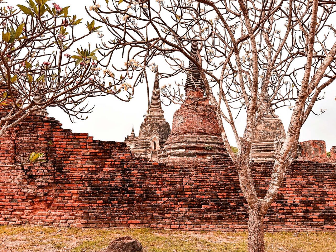 UnViaggioPerDue: Antichi muri di mattoni e stupa di Ayutthaya parzialmente oscurati da alberi spogli in un sito storico, con un cielo limpido sullo sfondo.