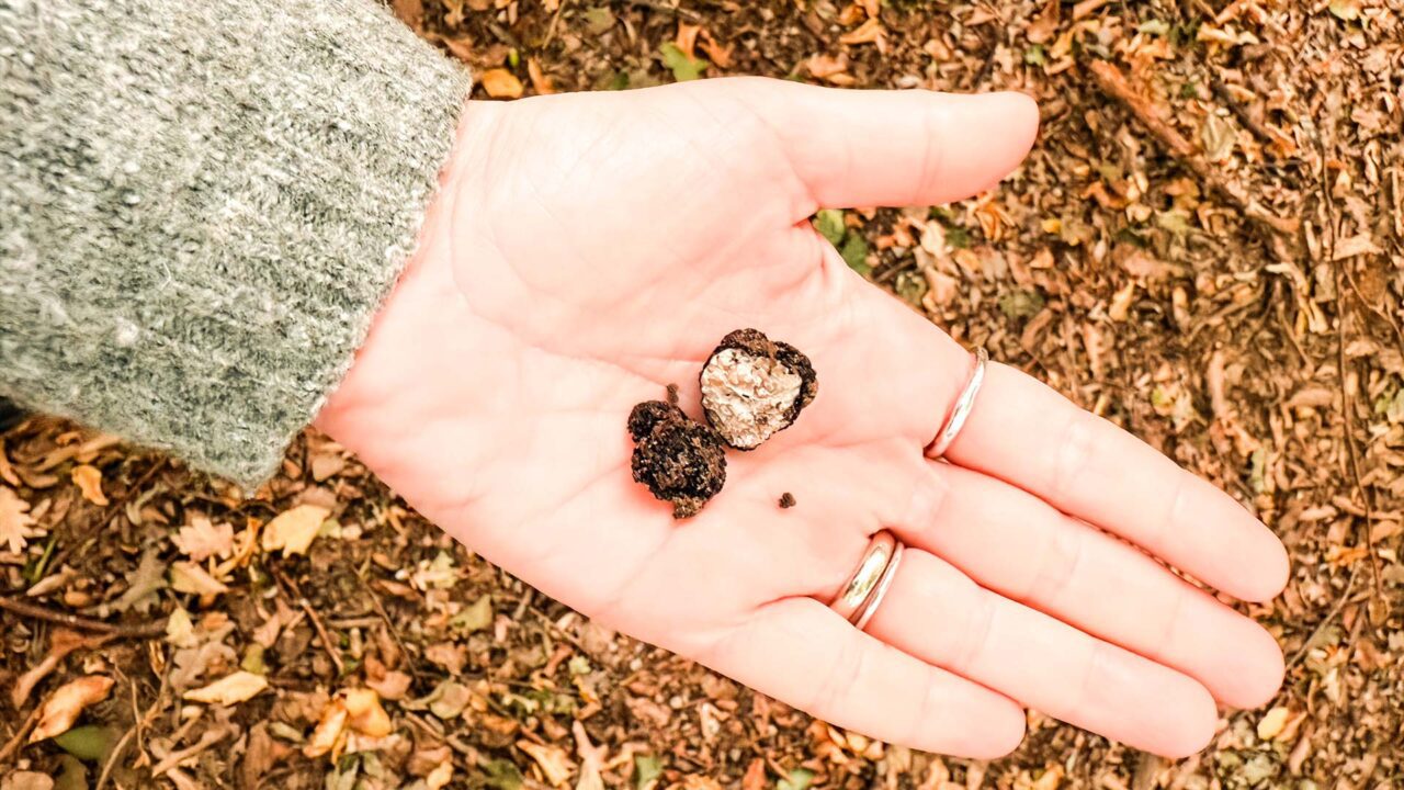 UnViaggioPerDue: una mano che tiene due piccoli tartufi su un suolo boschivo ricoperto di foglie.