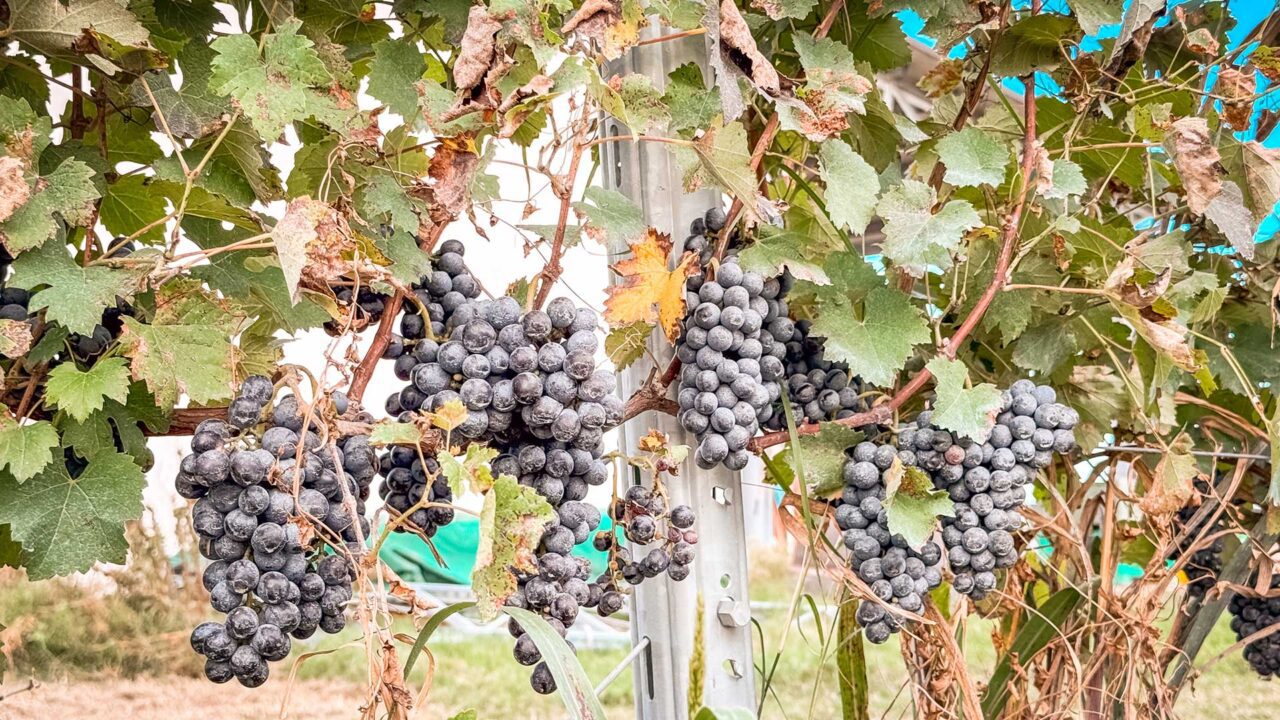 UnViaggioPerDue: grappoli di uva nera matura che pendono da viti con foglie verdi, tra i rigogliosi vigneti che producono il rinomato vino Fortana.
